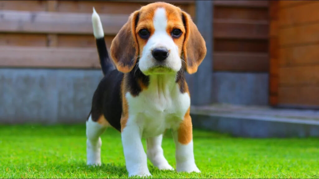 Why beagles are the worst dogs? The Nature Of Beagles Dogs 