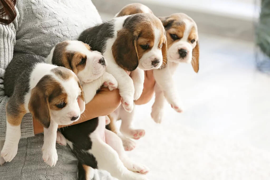 Puppies Beagles love to connect with their owners 