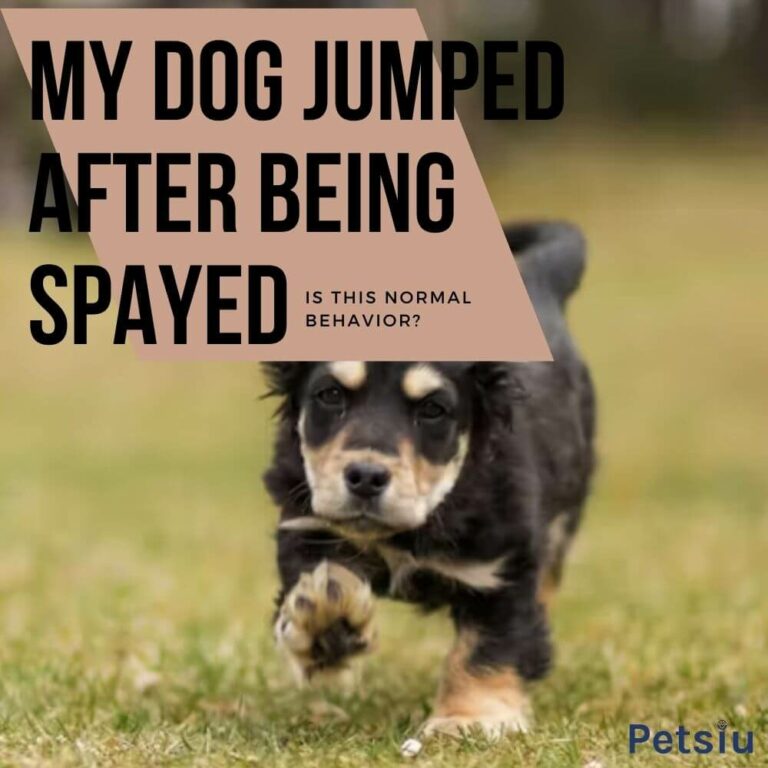 My Dog Jumped After Being Spayed: Is This Normal Behavior?
