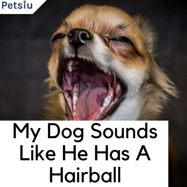 My Dog Sounds Like He Has A Hairball: Tips And Solutions