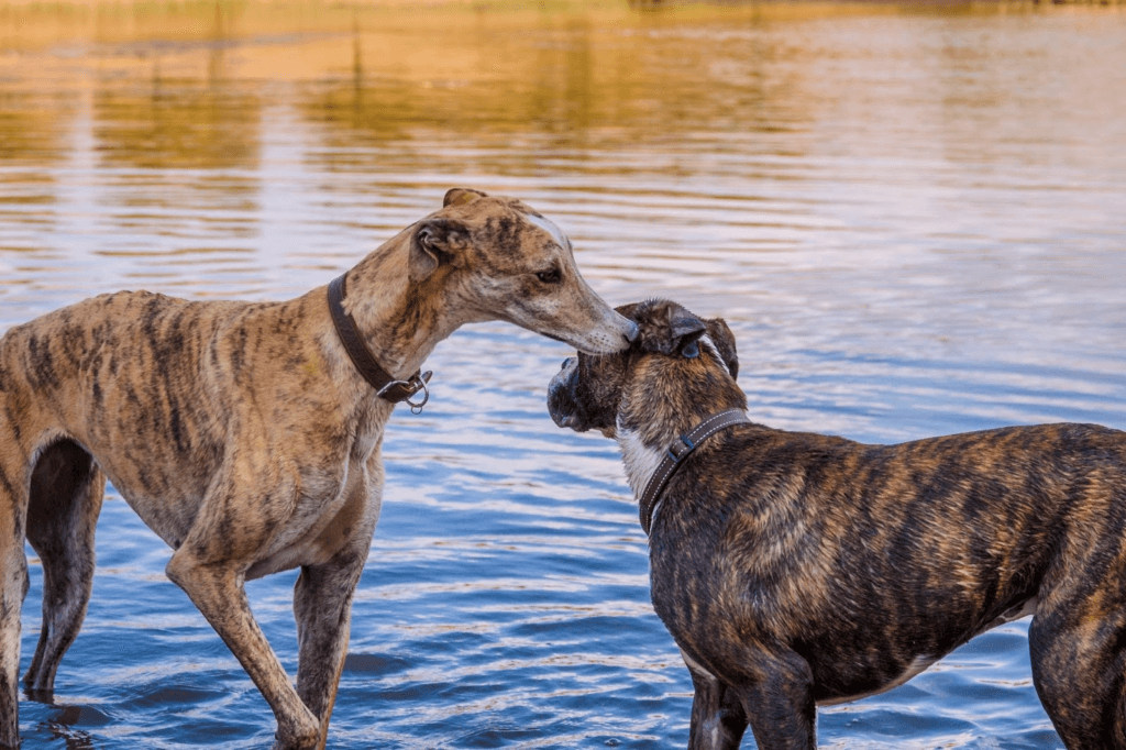 There are still have wrong rumors about brindle dogs