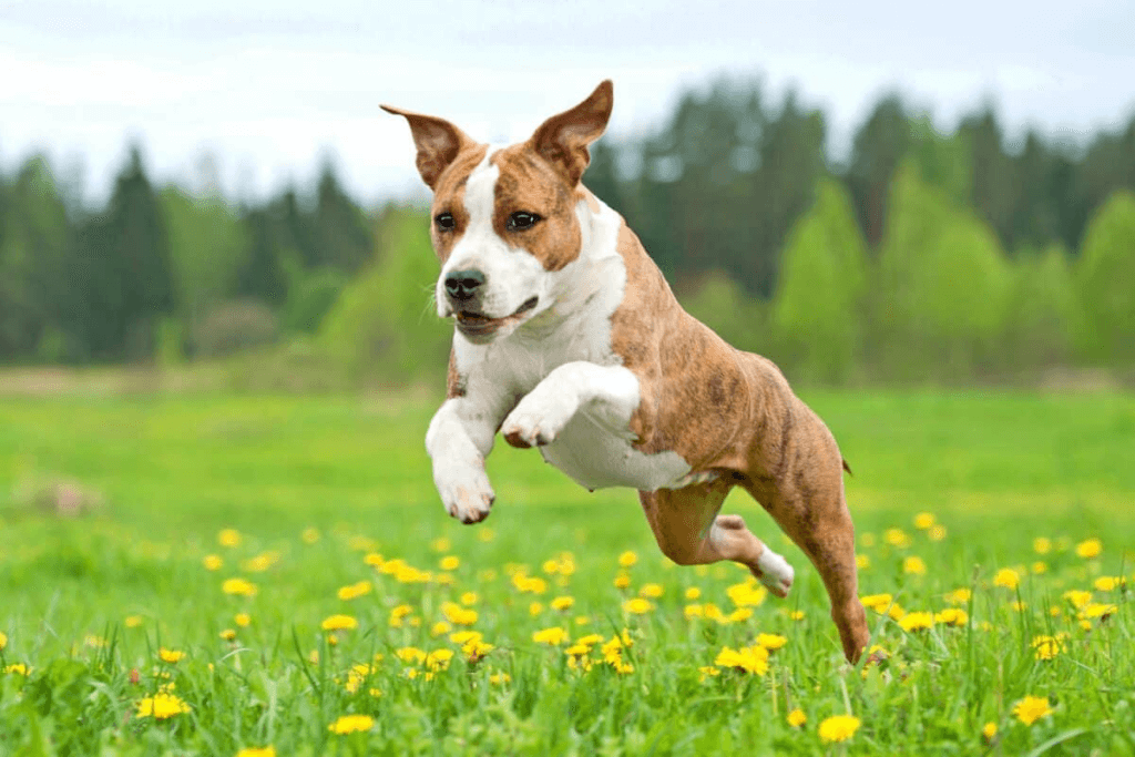 My dog jumped after being spayed: should I worry