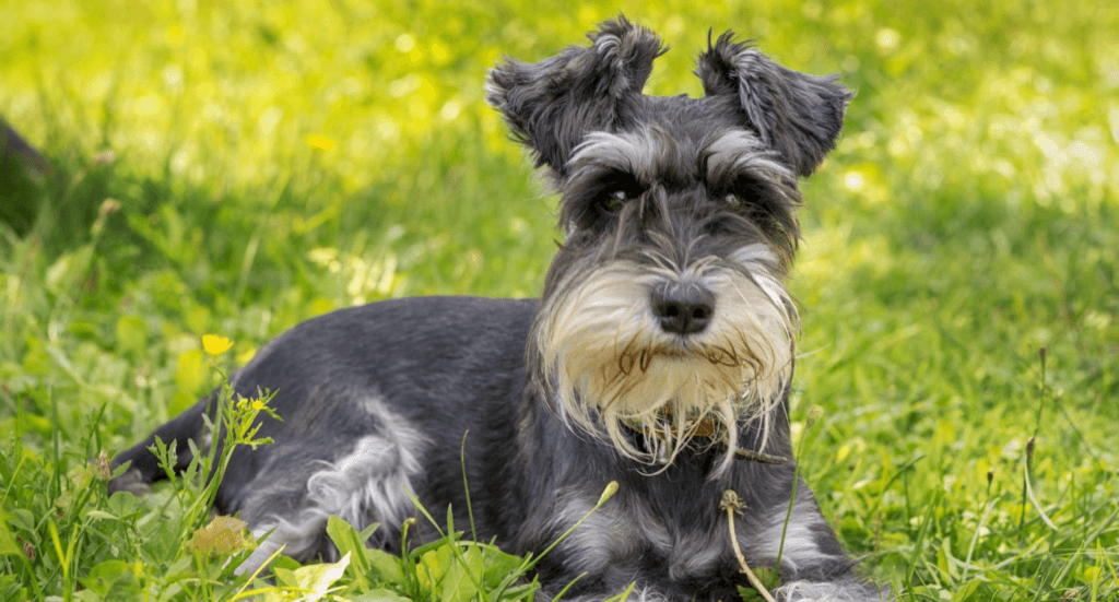 Schnauzers are stubborn and determined 