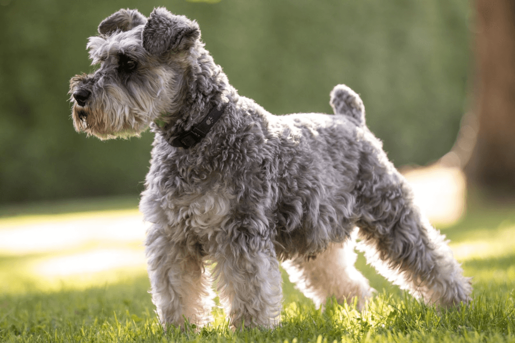 What are schnauzers dogs? 