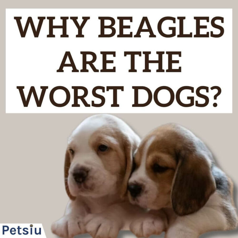 Why Beagles Are The Worst Dogs? Challenges Of Owning