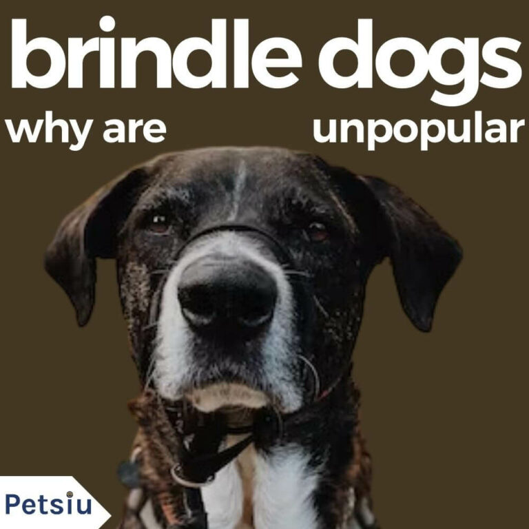 Why Are Brindle Dogs Unpopular? Finding The Reasons