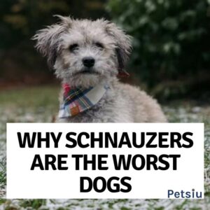 Why Schnauzers Are The Worst Dogs? The Fact Is Revealed