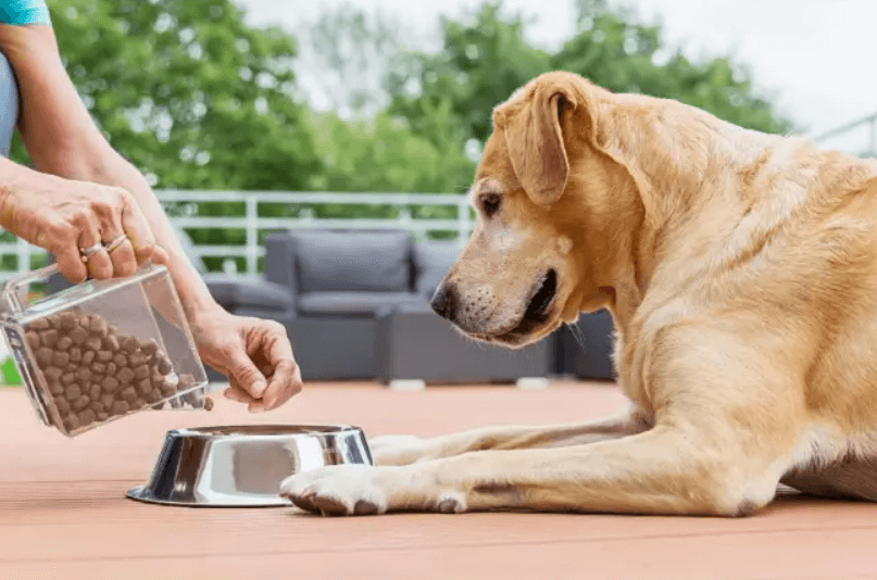 Understanding the appropriate portion size for your dog is crucial 
