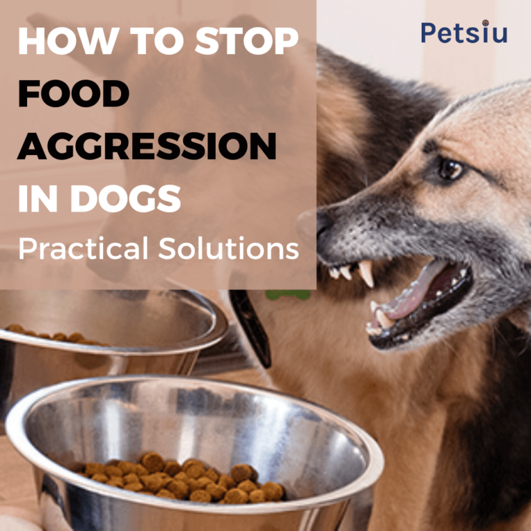 How To Stop Food Aggression In Dogs: Practical Solutions