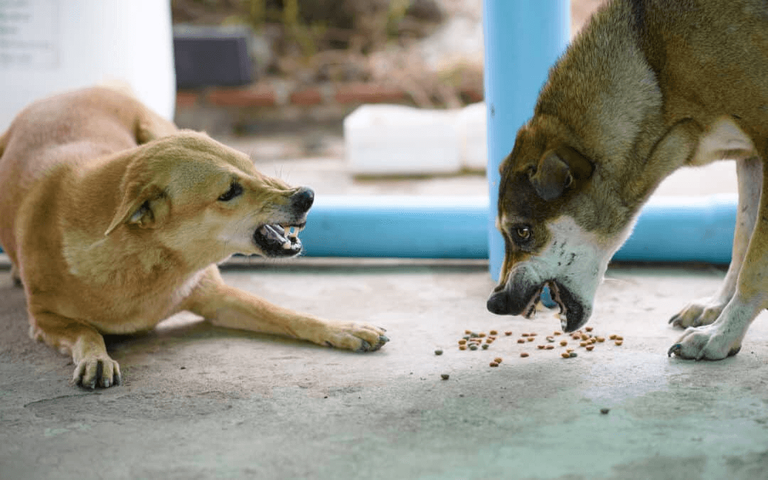 Food aggression in dogs can be a concerning issue 