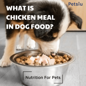 What Is Chicken Meal In Dog Food? Nutrition For Pets