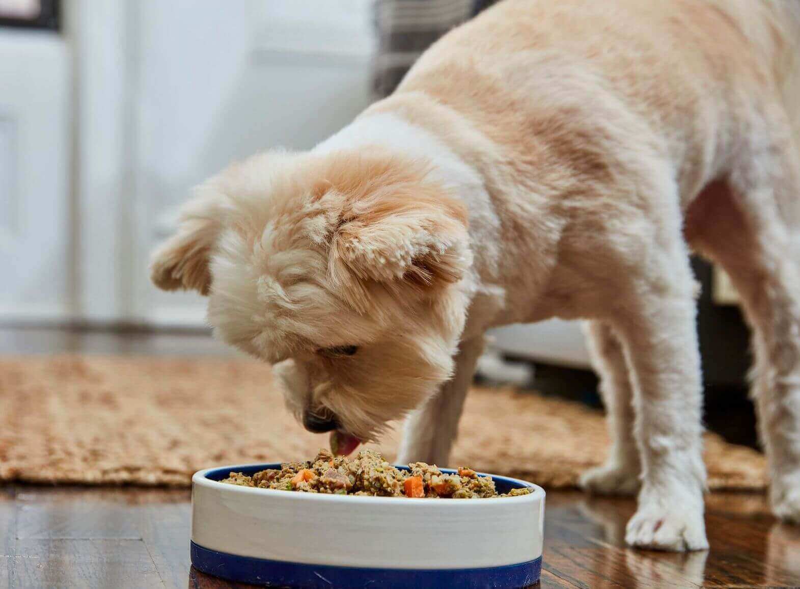 Always consult with feeding recommendations based on your dog's individual needs 