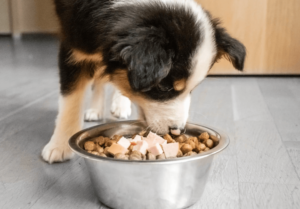 Chicken meal is rich in essential nutrients for a dog's health 