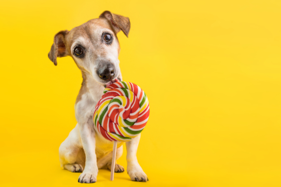 Are Lollipops with Fake Sugars Safe for Dogs