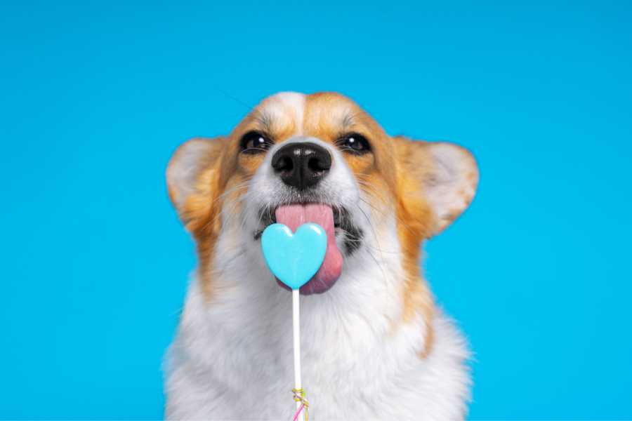 Can Dogs Lick Lollipops 2