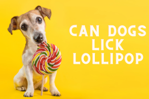 Can Dogs Lick Lollipops