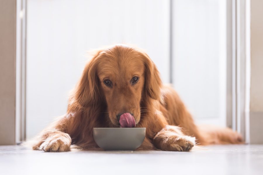 Can Truffle Oil Help Dogs