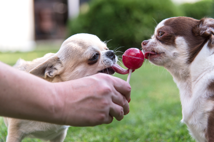How Does Lolipops Affect a Dogs Health