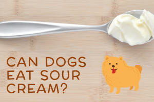 Is Sour Cream Okay for Dogs (2)