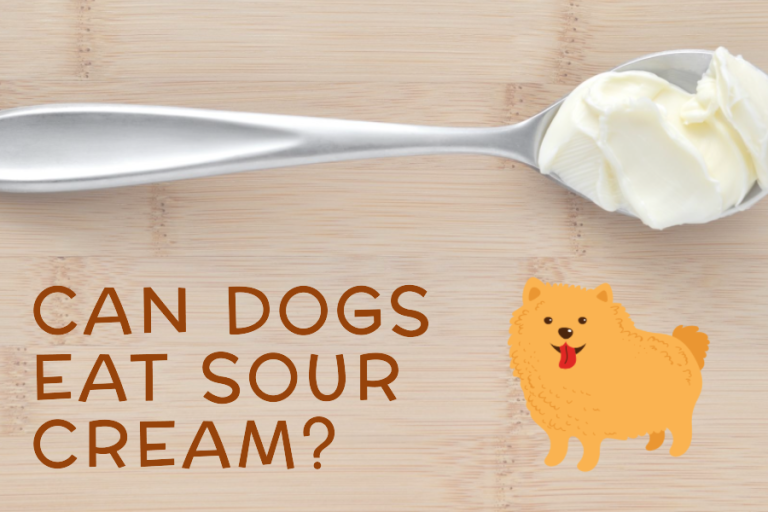 Is Sour Cream Okay for Dogs (2)