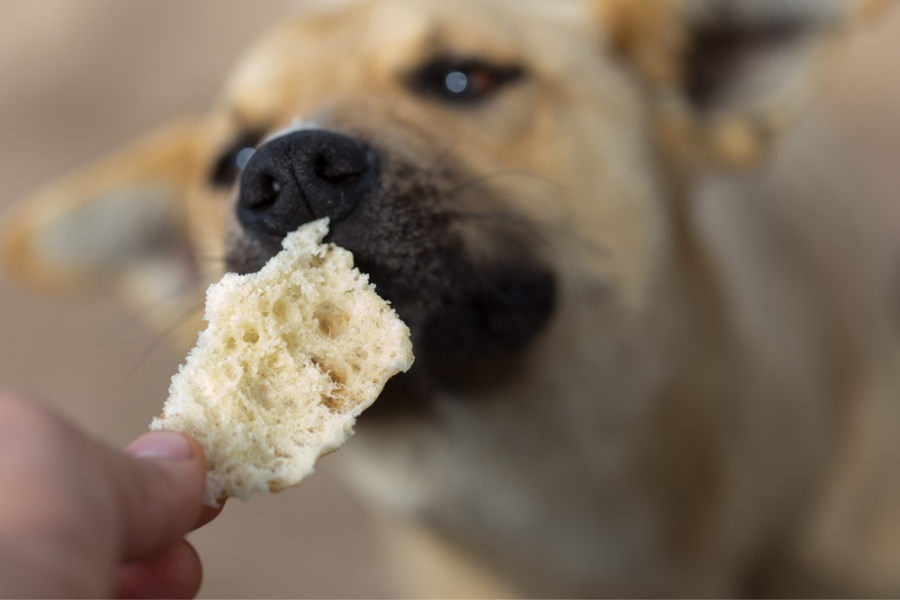 Lactose Intolerance in Dogs