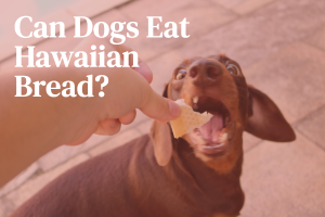 Can Dogs Eat Hawaiian Bread?
