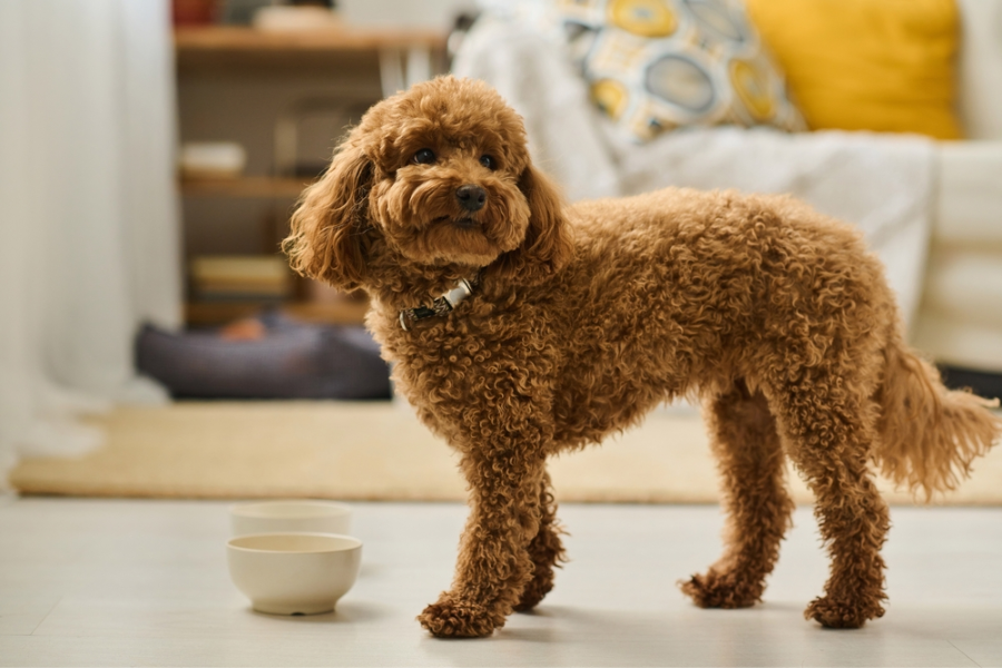 The Good and Bad of Giving Dogs Sour Cream