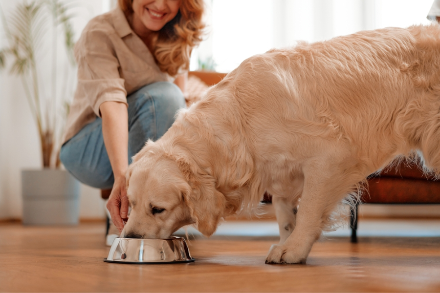 can dogs eat fried catfish2